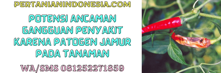 penyakit,jamur,cendawan,infeksi,pertanian indonesia